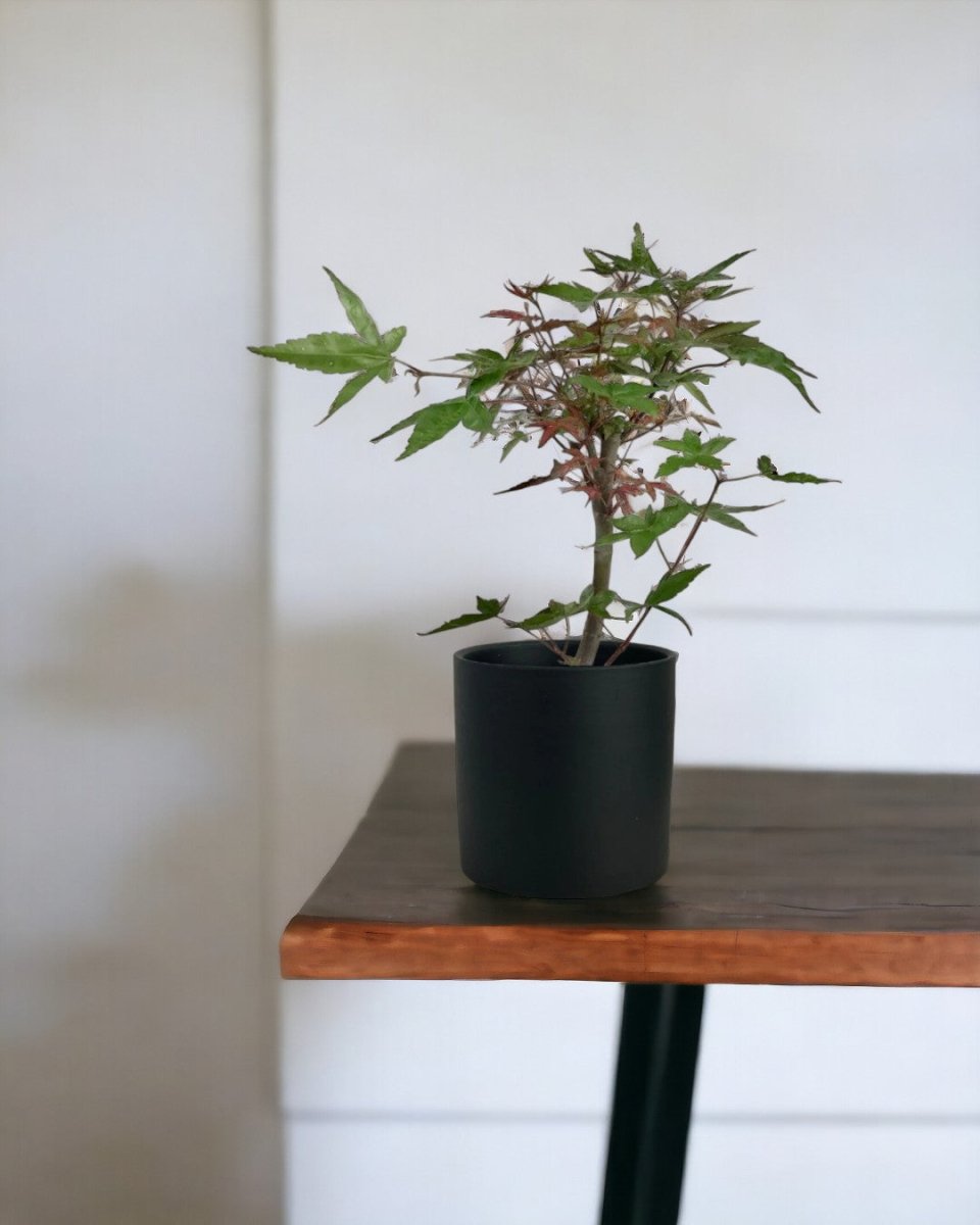 Japanese Maple