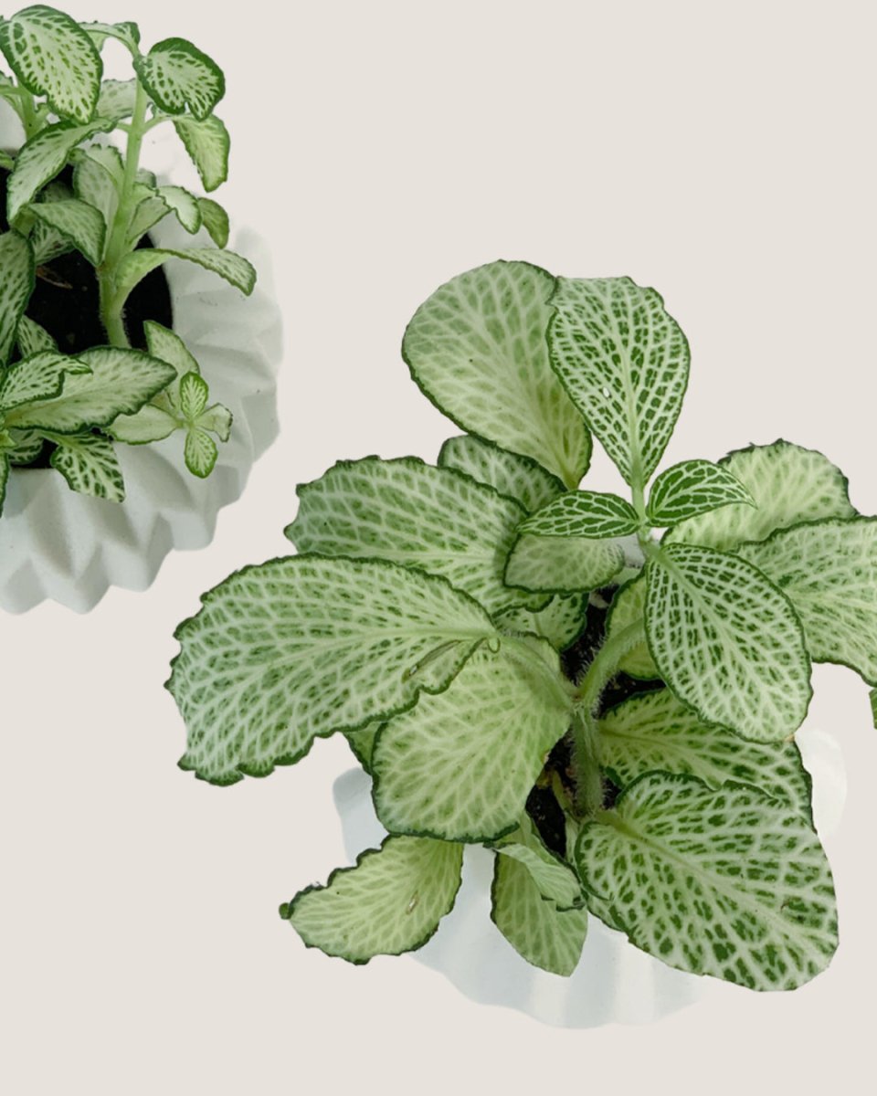 Mini Assorted Fittonia (Set of 2)