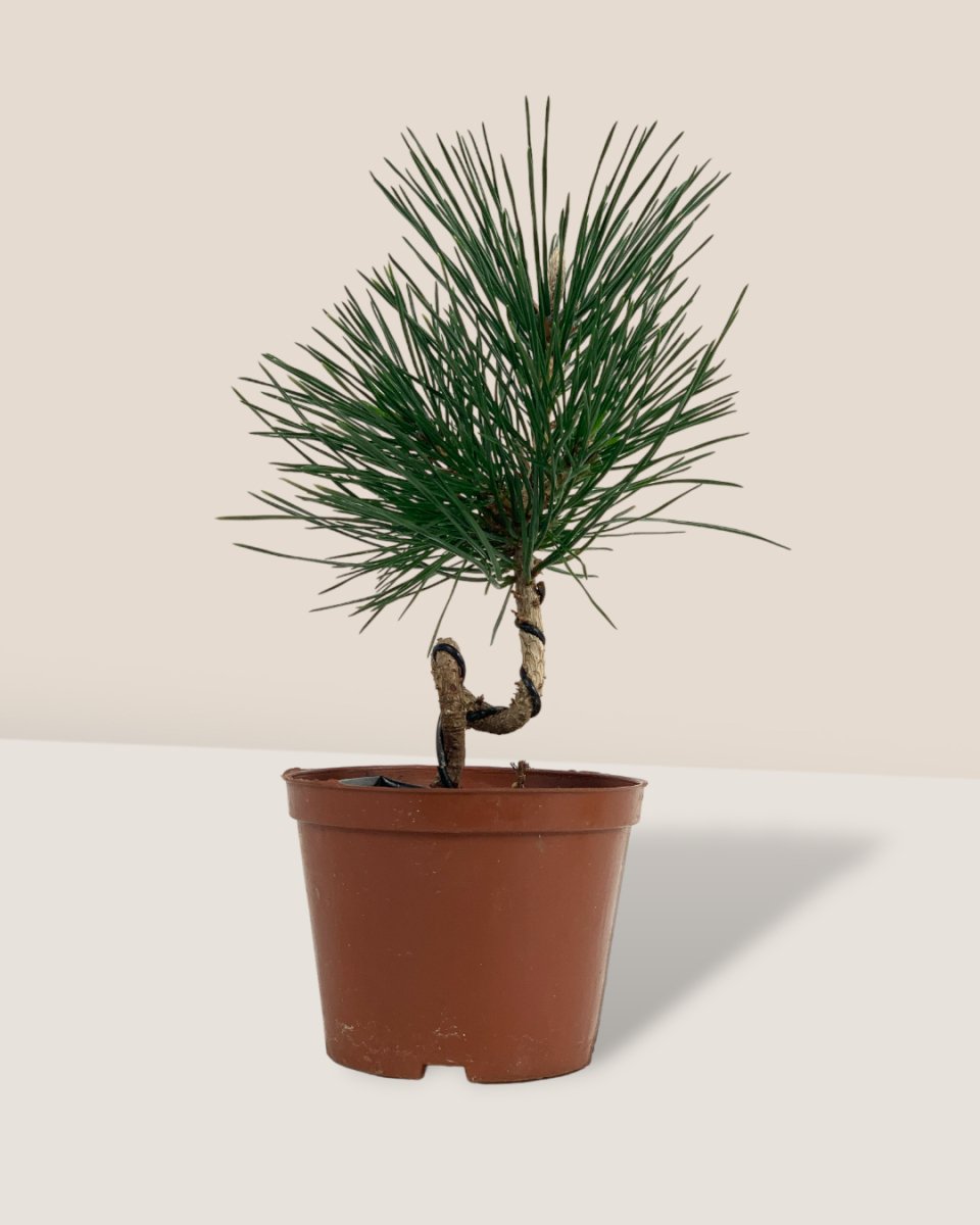 Miniature Japanese Black Pine/Pinus Thunbergii