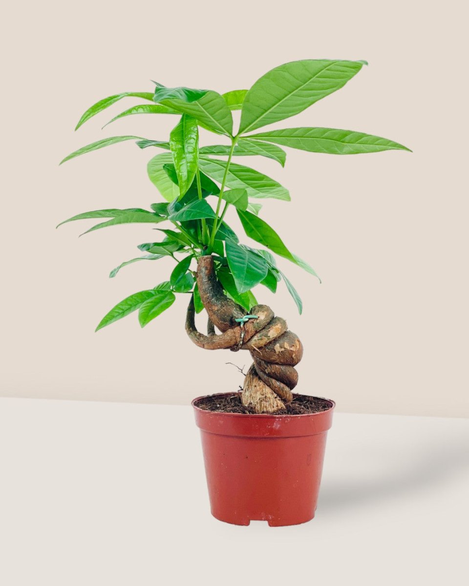 Twisted Curl Money Tree